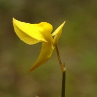<i>Utricularia bifida</i>  L.